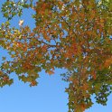 Acer monspessulanum (9)